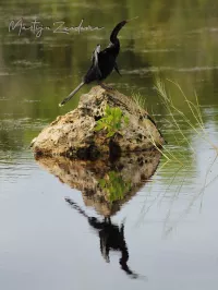Slangehalsvogels [Anhingidae]